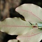 Cryptocarya mackeei ഇല