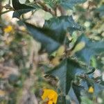 Podolobium ilicifolium Hoja