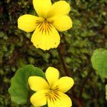 Viola sempervirens Flor