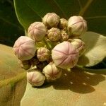 Calotropis procera Fleur