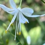 Anthericum ramosum Žiedas