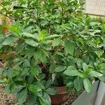 Gardenia taitensis 整株植物