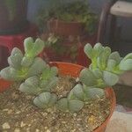 Delosperma lehmannii Лист