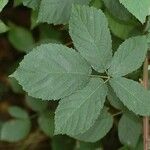 Rubus montanus Foglia