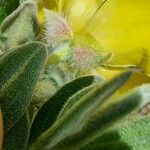 Cistus lasianthus 花