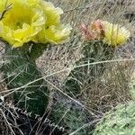 Opuntia polyacantha Листок