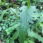 Erechtites hieraciifolius Leaf