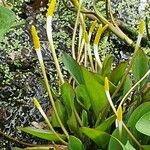 Orontium aquaticum Kukka
