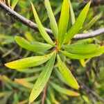 Hakea salicifolia Blatt