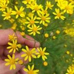 Senecio brasiliensis Flor