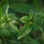Synedrella nodiflora Лист