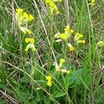 Primula veris Kukka