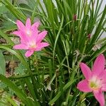 Zephyranthes roseaBloem