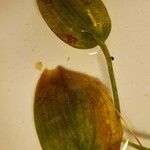 Potamogeton natans Leaf