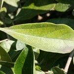 Bignonia magnifica Leaf