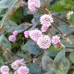 Persicaria capitata Blüte