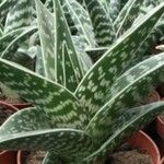 Aloe variegata Φύλλο