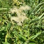 Filipendula ulmariaफूल