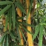 Bambusa vulgaris Bark