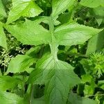 Lactuca biennis Leaf