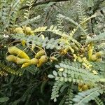 Sophora microphylla Blüte