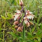 Epipactis palustrisFlower