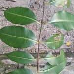 Cryptostegia madagascariensis Leaf