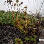 Saxifraga tricuspidata অন্যান্য