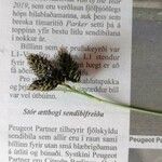 Carex atrata Flor