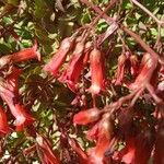 Kalanchoe manginii Цвят