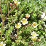 Saxifraga muscoides Fula