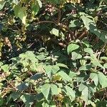 Paulownia tomentosaΦρούτο