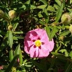 Cistus x purpureus फूल