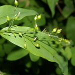 Lasiacis ruscifolia Hoja