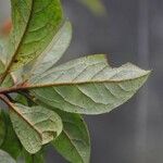 Rhododendron maddenii Leaf