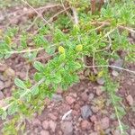 Lippia micromera Лист