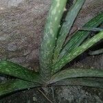 Aloe veraFoglia