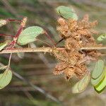 Mimosa debilis Fruit