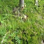 Cirsium erisithales Elinympäristö