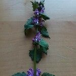 Lamium maculatumЦветок