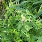 Eupatorium cannabinumFlower