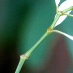 Euphorbia hypericifolia Bark