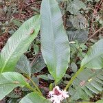 Musa velutina Folha