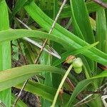 Dianella ensifolia Fruto