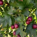 Crataegus laevigata Φρούτο