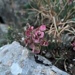 Euphorbia myrsinites Blüte