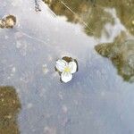 Egeria densa Flower