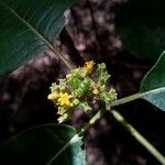 Psychotria boenyana Flower