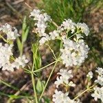 Galium glaucum Flower