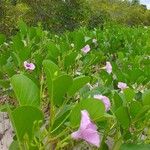 Ipomoea pes-caprae Habit